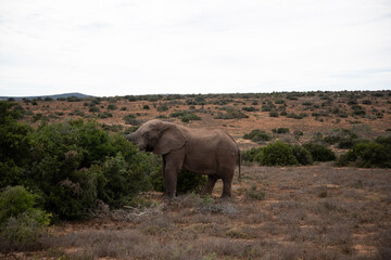 Obraz premium elephant