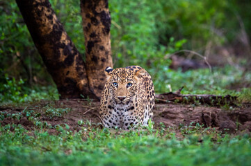 wild leopard or panther standing in natural monsoon green background in wildlife safari at forest of central india - panthera pardus fusca