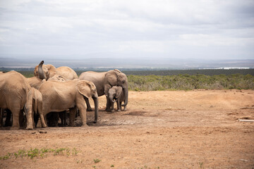 elephants in the savannah