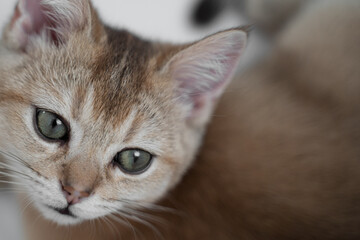 Fototapeta na wymiar fawn british scottish cat young kitten