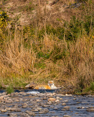 wild royal bengal tiger in ramganga river water in wildlife safari at dhikala zone of jim corbett national park or tiger reserve uttarakhand india - panthera tigris tigris