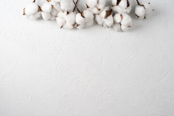 Cotton branches and buds on white background. Flat lay, top view with a copy space