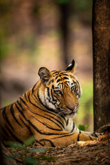 royal bengal male tiger portrait in wildlife safari at bandhavgarh national park or tiger reserve madhya pradesh india - panthera tigris tigris