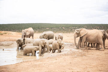 herd of elephants