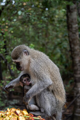 a long macaque