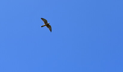 oiseau