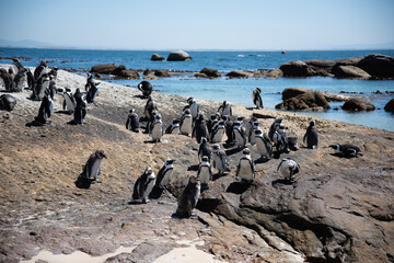 Fototapeta premium penguins on the beach