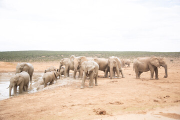 herd of elephants