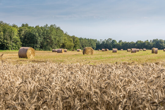 La moisson dans les champs
