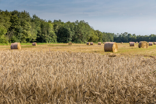 La moisson dans les champs