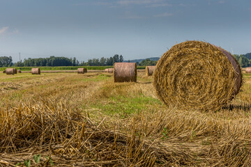 La moisson dans les champs