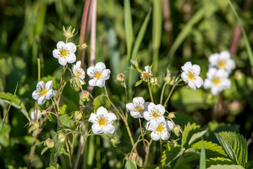 little bird on the grass