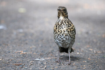little bird on the grass