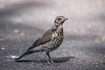 little bird on the grass