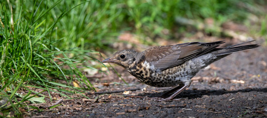 little bird on the grass