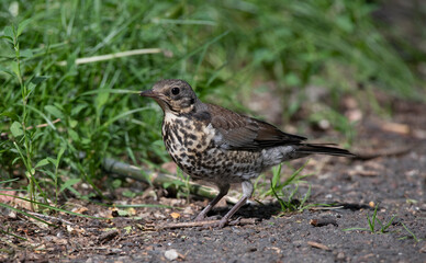 little bird on the grass