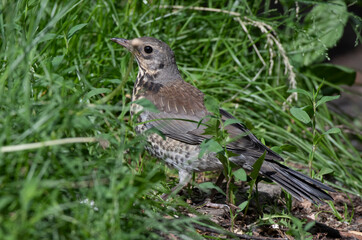 little bird on the grass