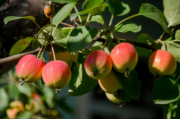 apples on a tree
