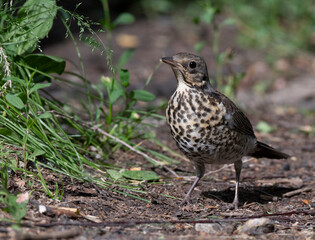 little bird on the grass