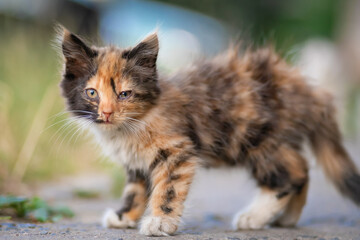 Close-up of a beautiful little fluffy tricolor kitten looking at the camera on the street