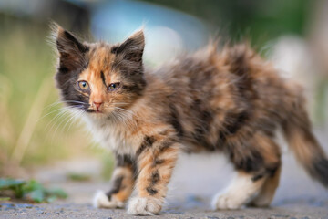 Naklejka na ściany i meble Close-up of a beautiful little fluffy tricolor kitten looking at the camera on the street