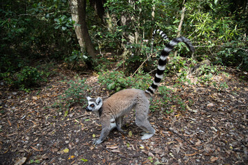Obraz premium ring tailed lemur