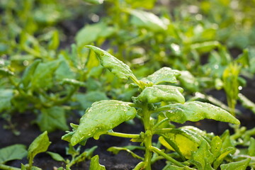 Growing New Zealand spinach. Close-up.  Spinach growing in open ground. 