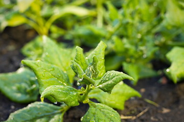 Growing New Zealand spinach. Close-up. Spinach growing in open ground. 