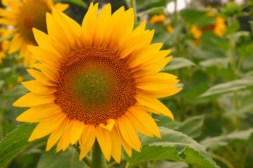 Fototapeta premium Sunflower flower on a green field in backlight. Yellow Sunflower field.