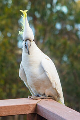 Wild Cockatoo Eating in Australia