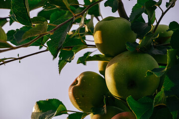 Gardening. Apple harvesting. Many apples on one branch among the green foliage. Many apples ripen on a branch.