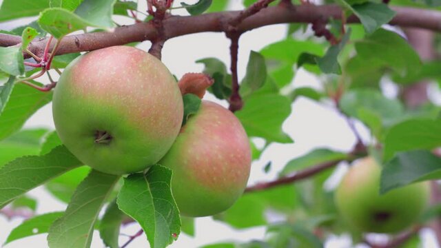 View of apple tree. Healthy food concept. Beautiful nature background. Sweden.