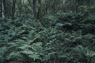 Image of wild fern plants in the jungle.