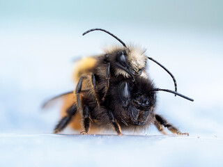 Wildbienen bei der Fortpflanzung vor hellem Hintergrund