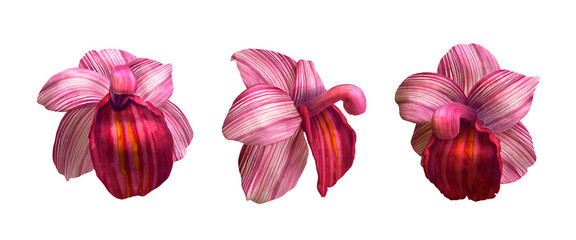 a set of 3d volumetric orchid flowers on a white background