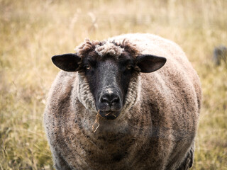 Schaf auf der Weide schaut in die Kamera