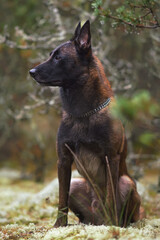 Obedient wet Belgian Shepherd dog Malinois with a chain collar posing outdoors in a forest sitting on a green moss while raining in summer
