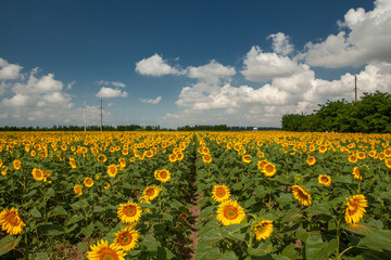 field of blooming yellow sunflowers in summer