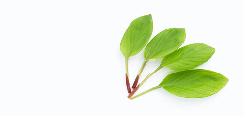 Finger root leaves on white background.