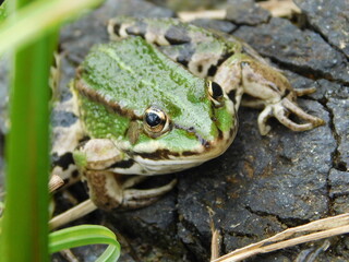 frog on the ground genus pelophylax former Rana