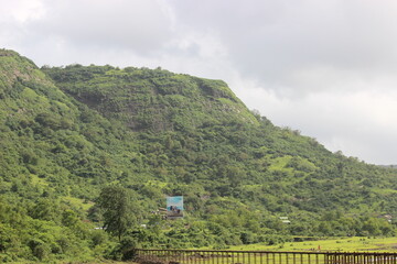 A forest is a piece of land with many trees. Many animals need forests to live and survive. Forests are very important and grow in many places around the world.