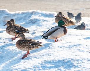 wild ducks in the snow