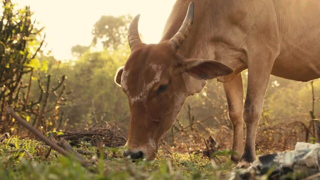 Sacred Indian cow eating grass and early morning sunlight behind. Domestic animal of rural Maharashtra.