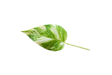 Beautiful green leaf isolated on white background.