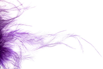 purple feather on white background