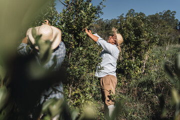 Local farmers dedicated to the harvesting of the yerba mate plant. 