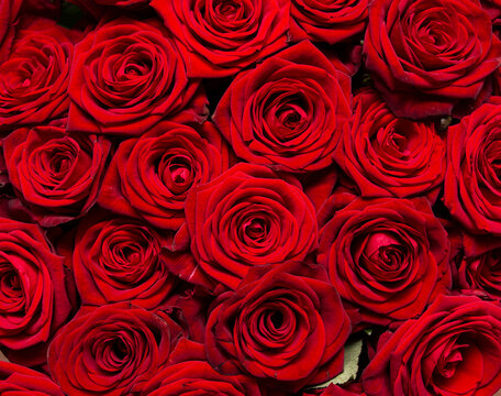 flowers red roses as background