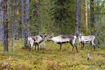 Obraz na płótnie Canvas Reindeer in a forest in Lapland