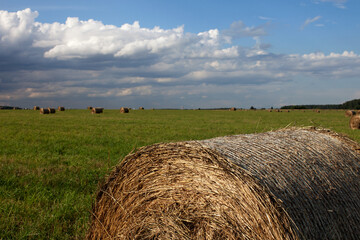 haystacks on green field under the beautiful blue cloudy sky . Hay bale on a field. Russian field.