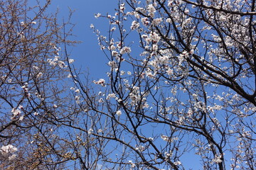 Scarce white flowers on branches of apricot tree against blue sky in April